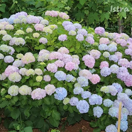 Apartment Josef Big Private Garden *